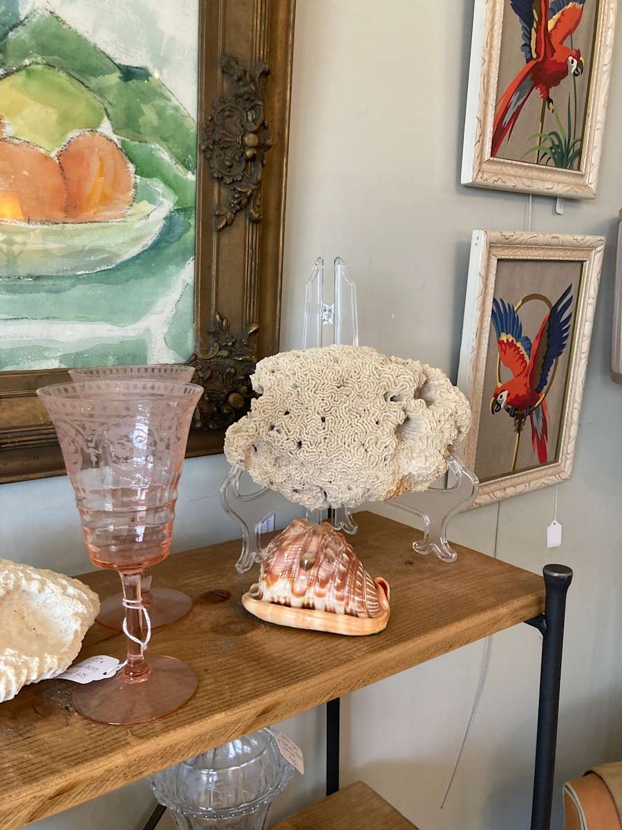 small conch shell, Image 2.