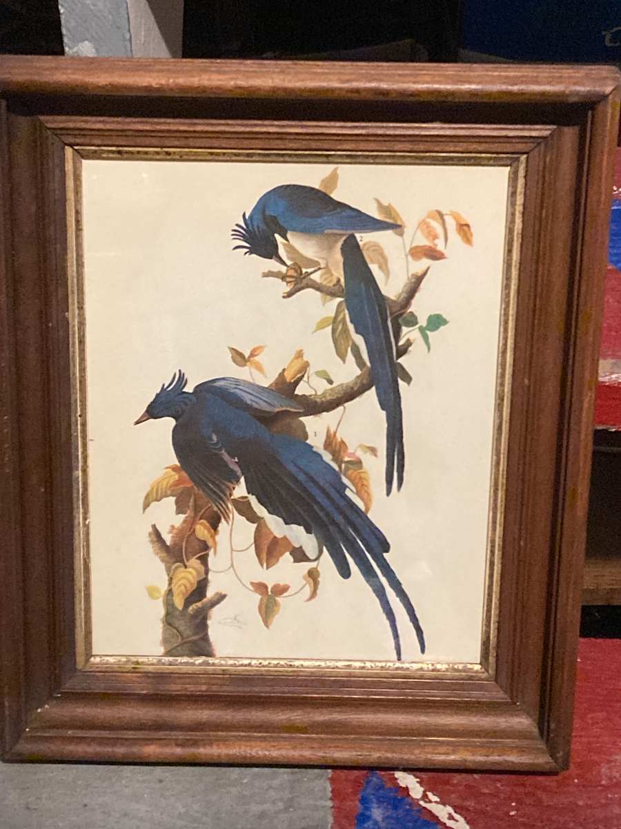 Framed Audubon blue bird print 