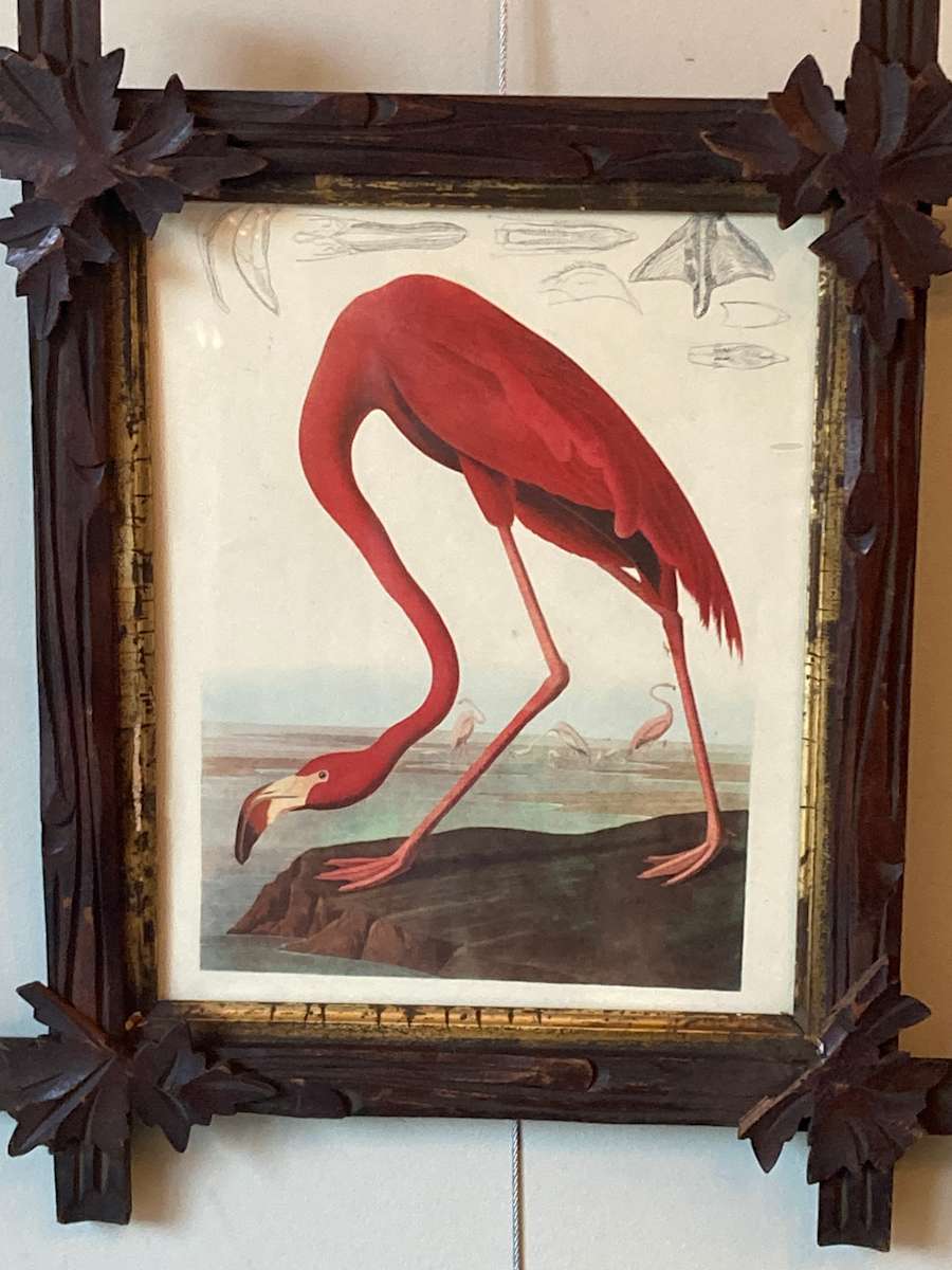 Framed Audubon flamingo 
