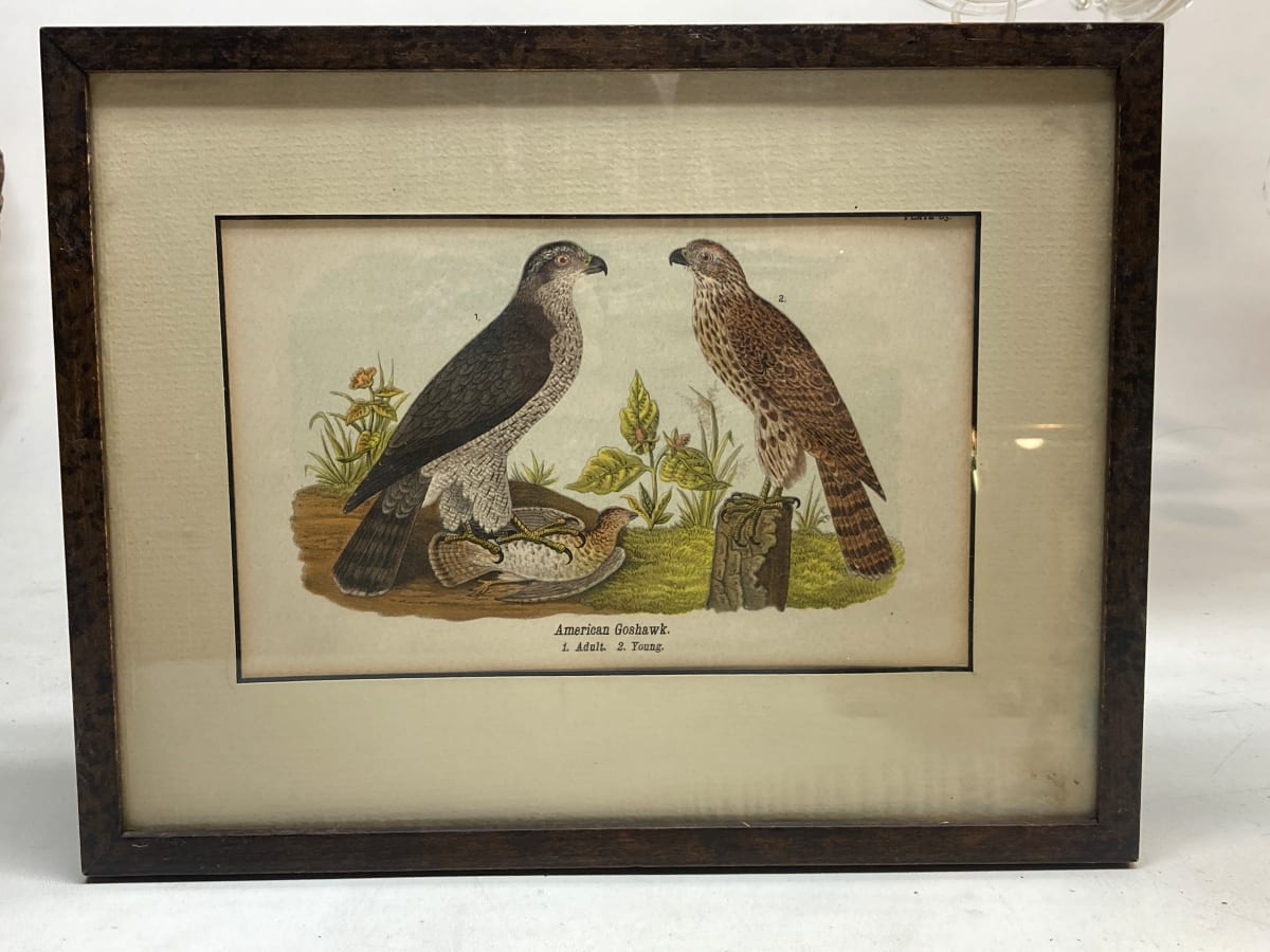 Hand colored 19th century bird engraving 