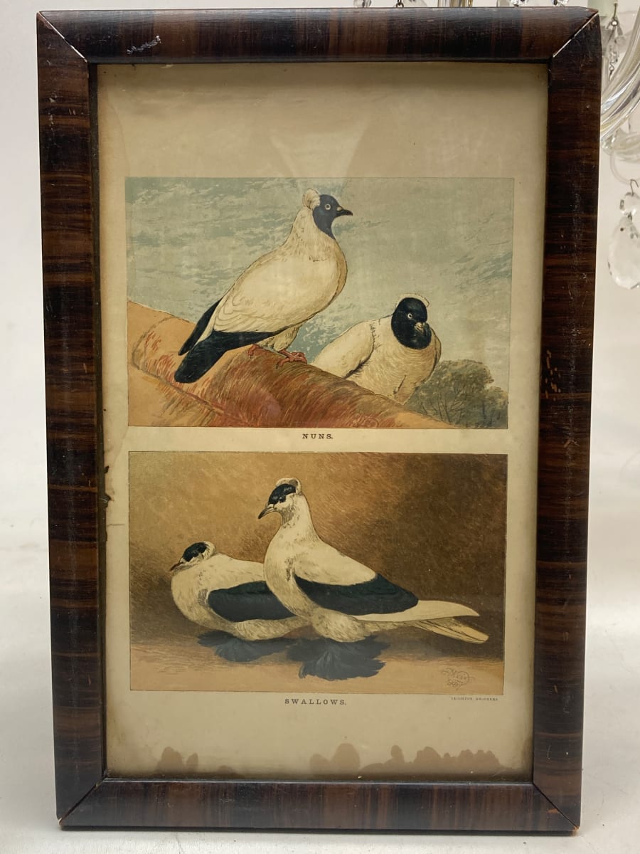 Framed hand colored 19th century bird engraving 