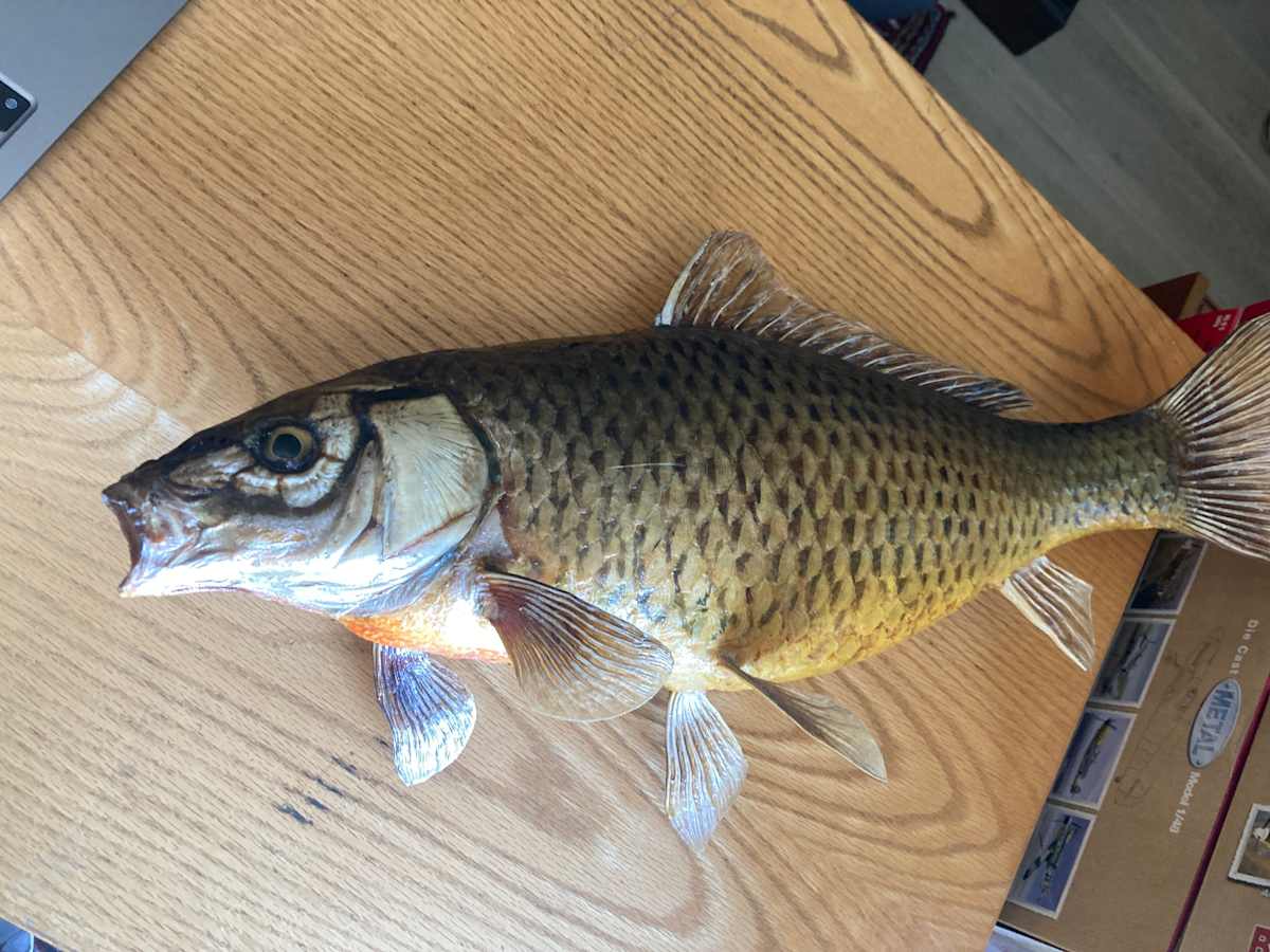 vintage carp mount 