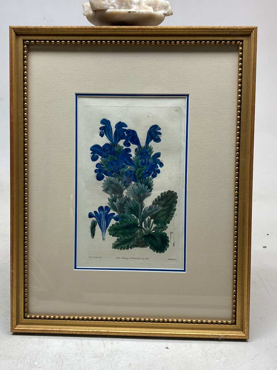 Framed hand colored Botanical 