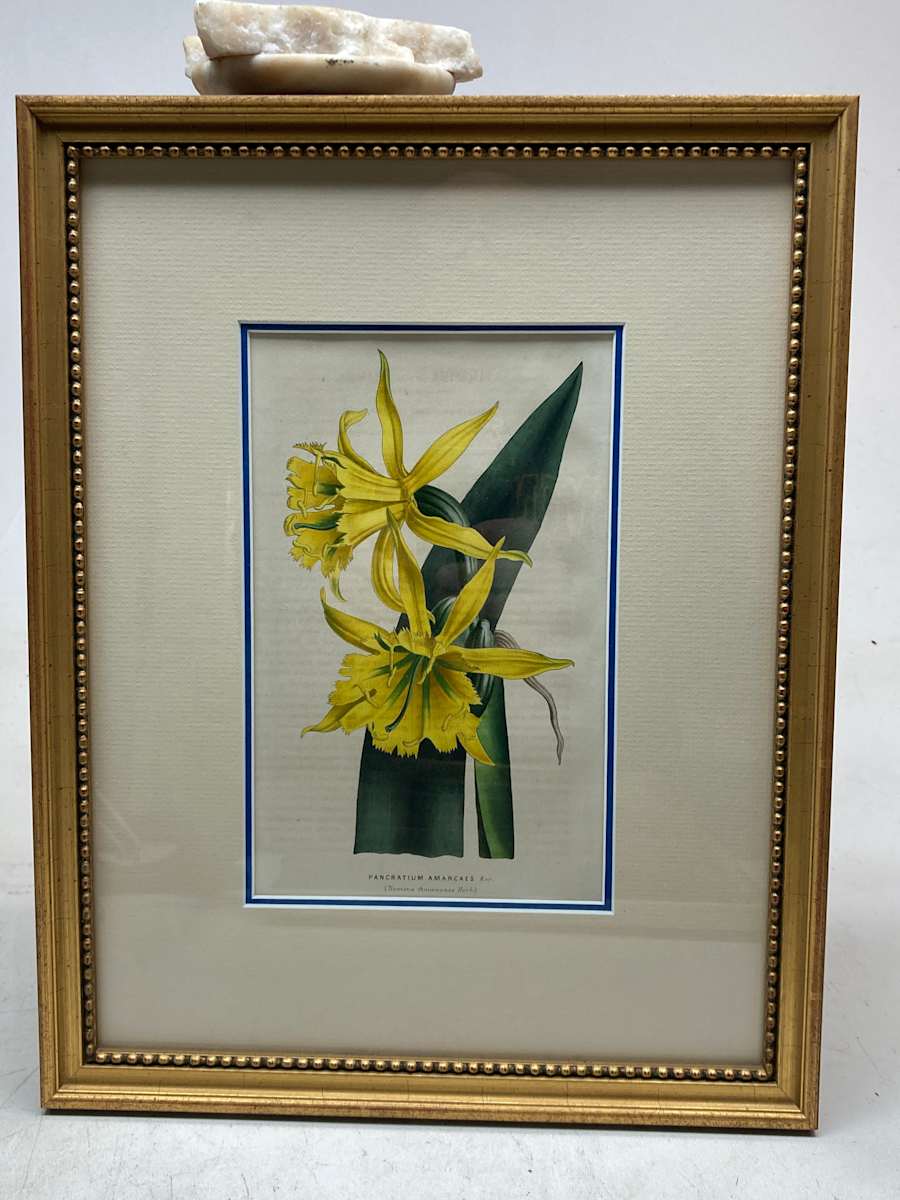 Framed hand colored Botanical 