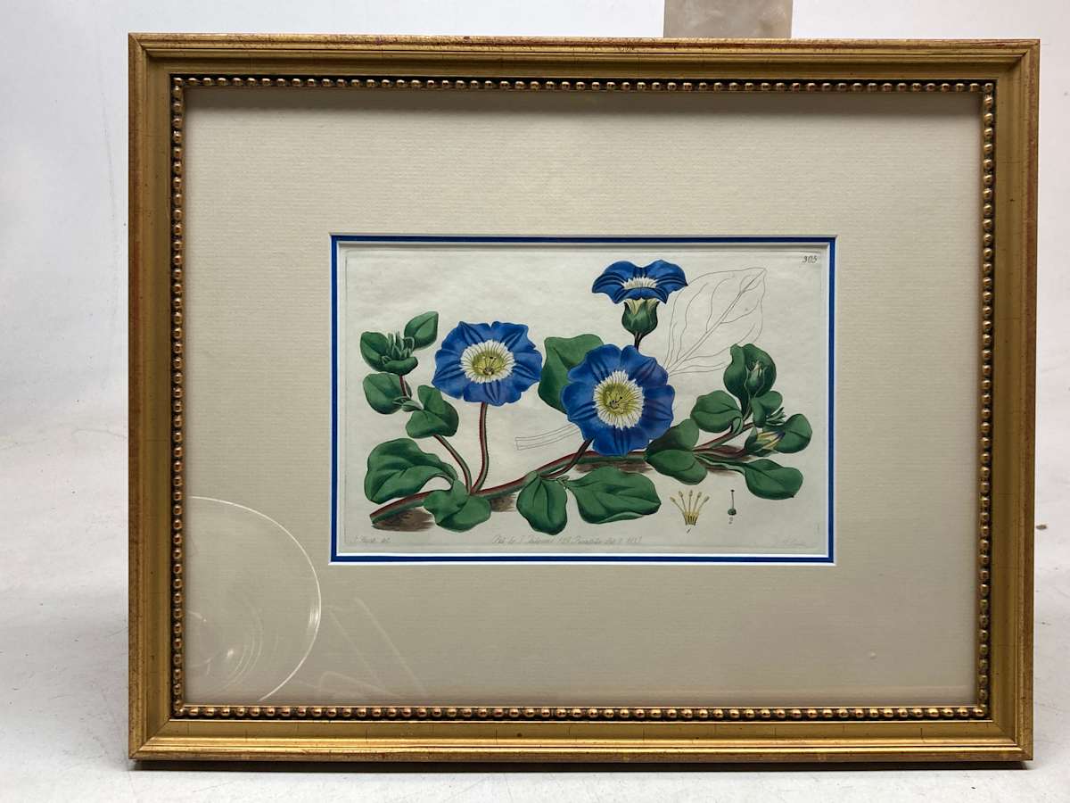 Framed hand colored Botanical 