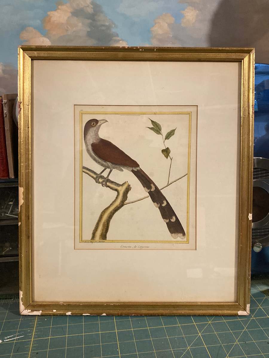 Framed hand colored bird engraving 
