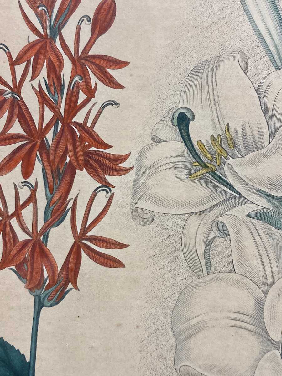 Framed hand colored botanical engraving 