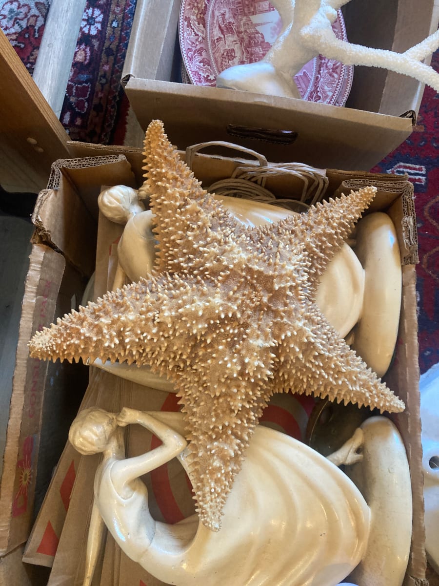 Large starfish 