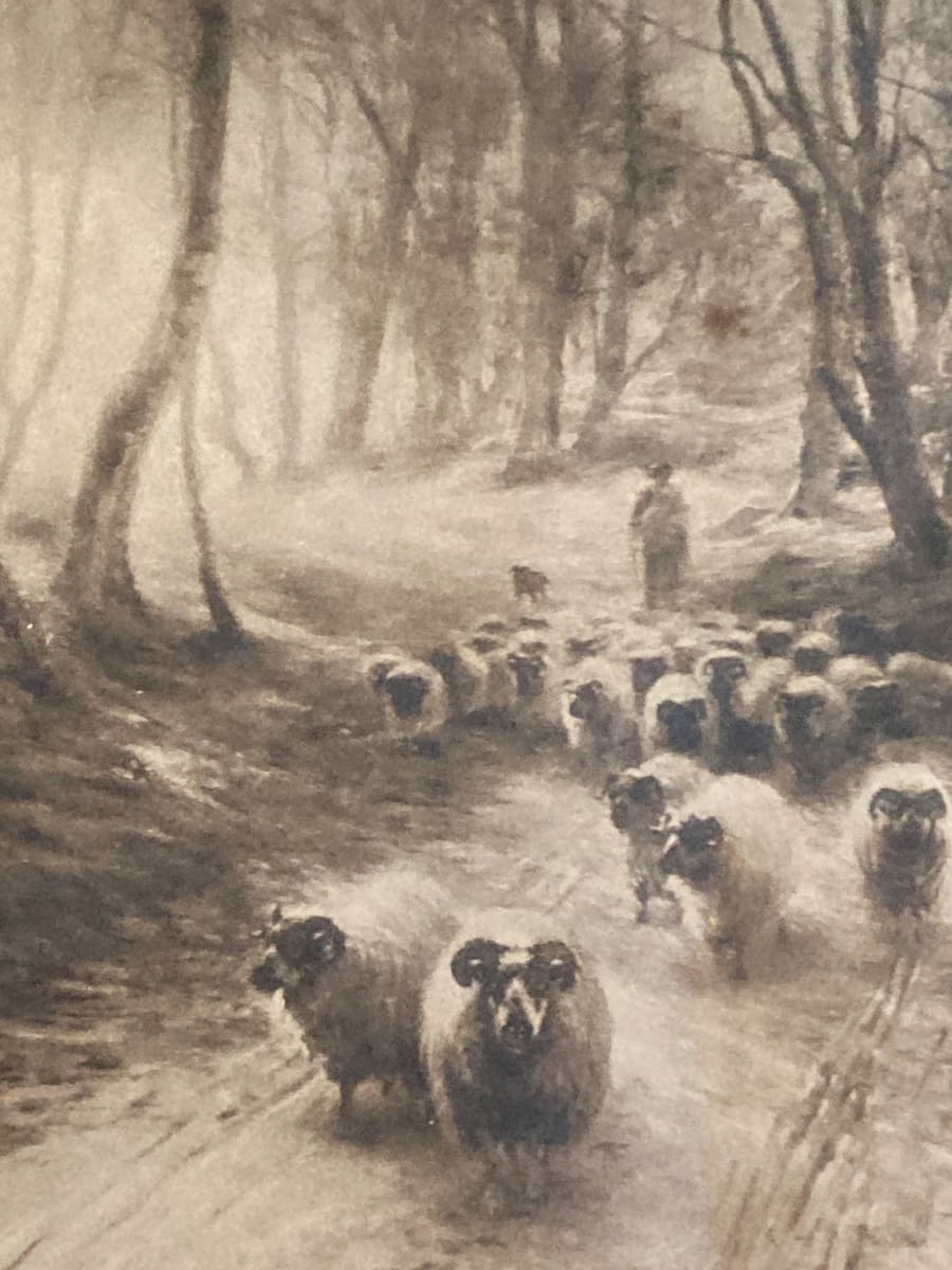 vintage sheep litho 