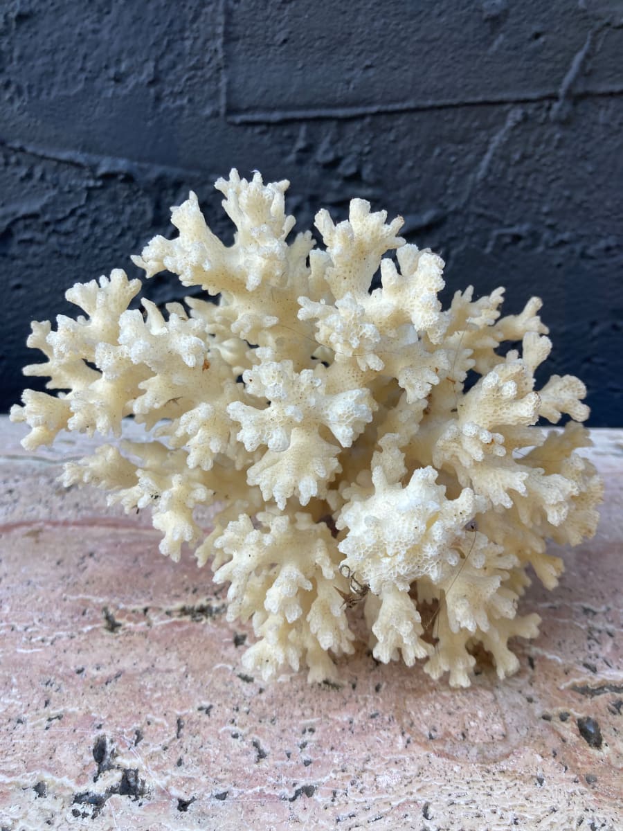 coral 