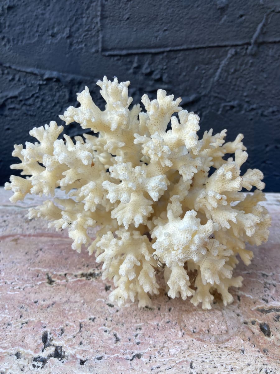 coral 