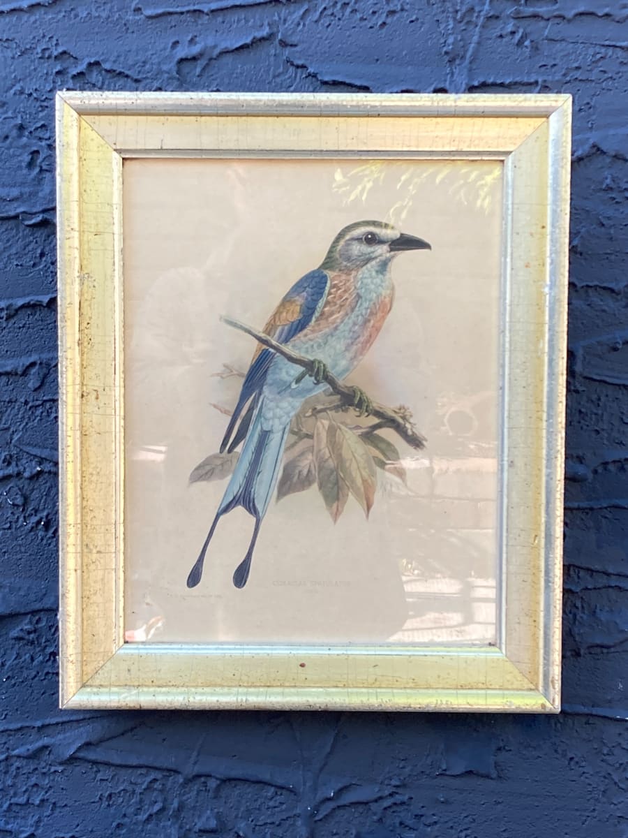 Framed Bird litho 