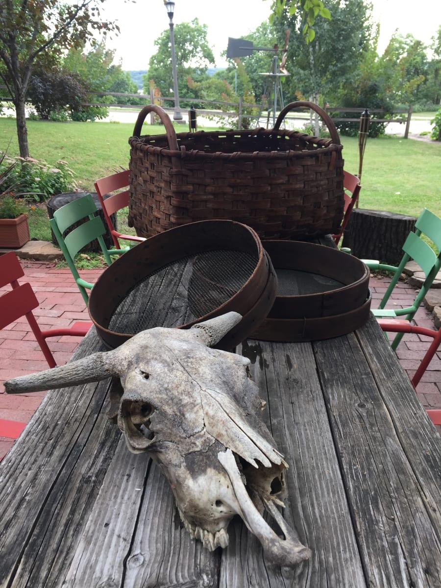 Cow skull, Image 1.