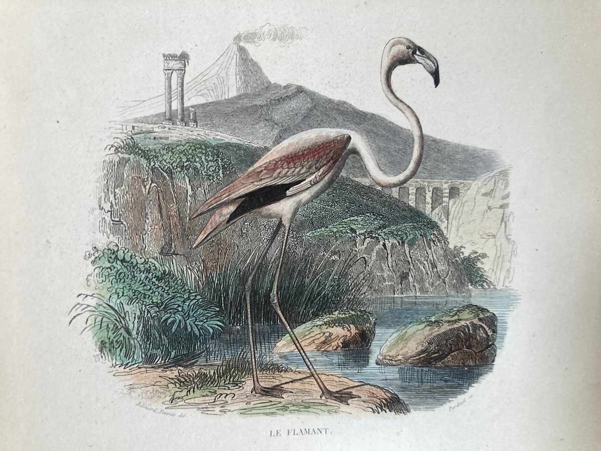 hand painted flamingo engraving c. 1860's 