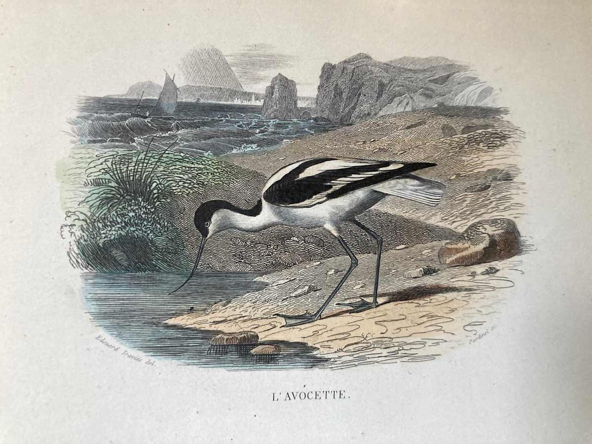 hand painted avocete bird engraving c. 1860's 