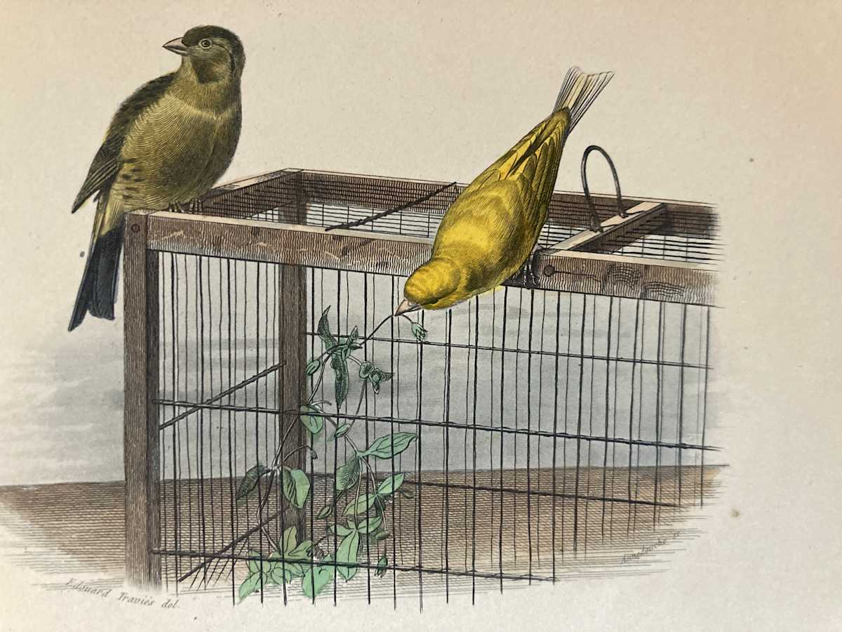 hand painted birds with birdcage engraving c. 1860's 