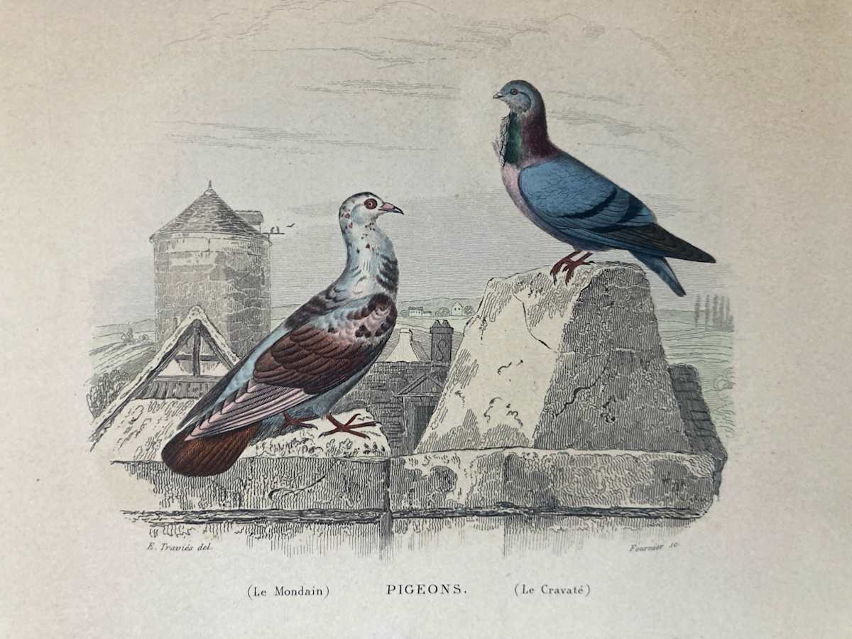 hand painted pigeons bird engraving c. 1860's 
