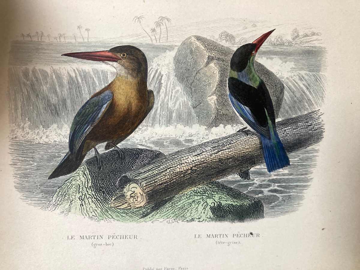 hand painted 2 Martin pecheurs bird engraving c. 1860's 