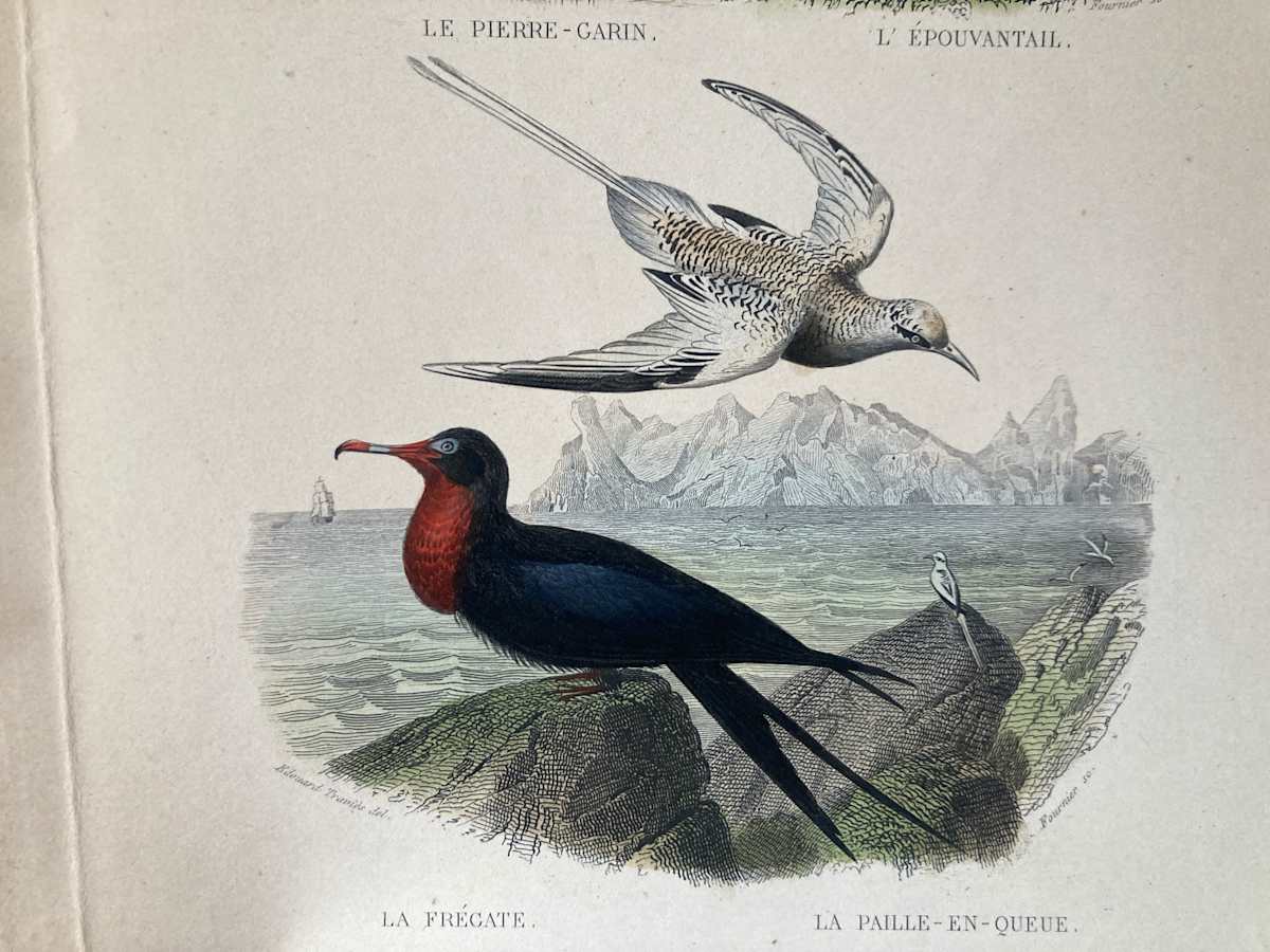 hand painted Frecate bird engraving c. 1860's 
