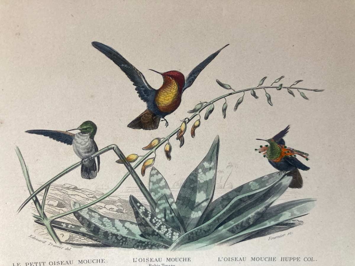 hand painted hummingbird bird engraving c. 1860's 