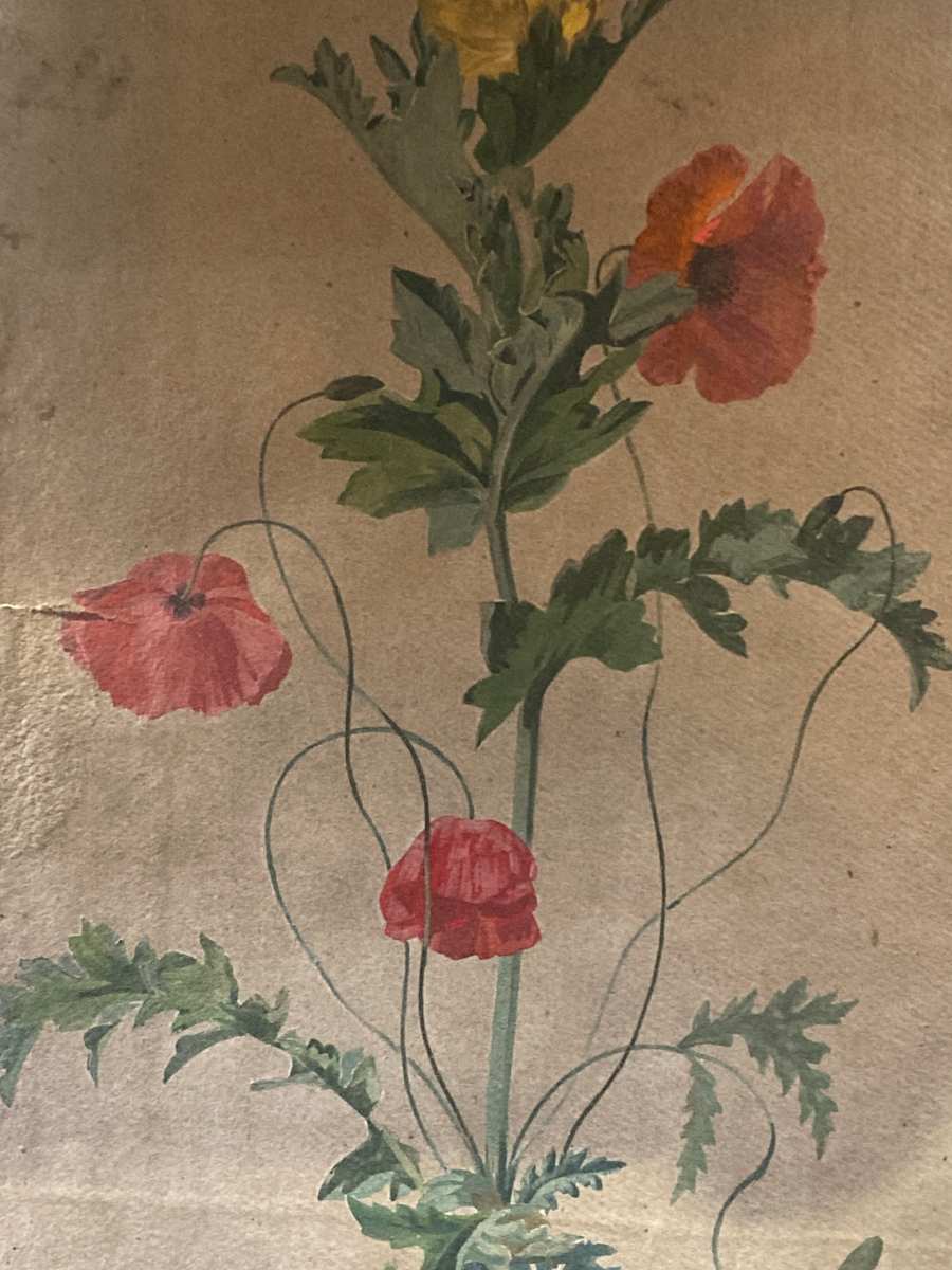Original poppy botanicals 