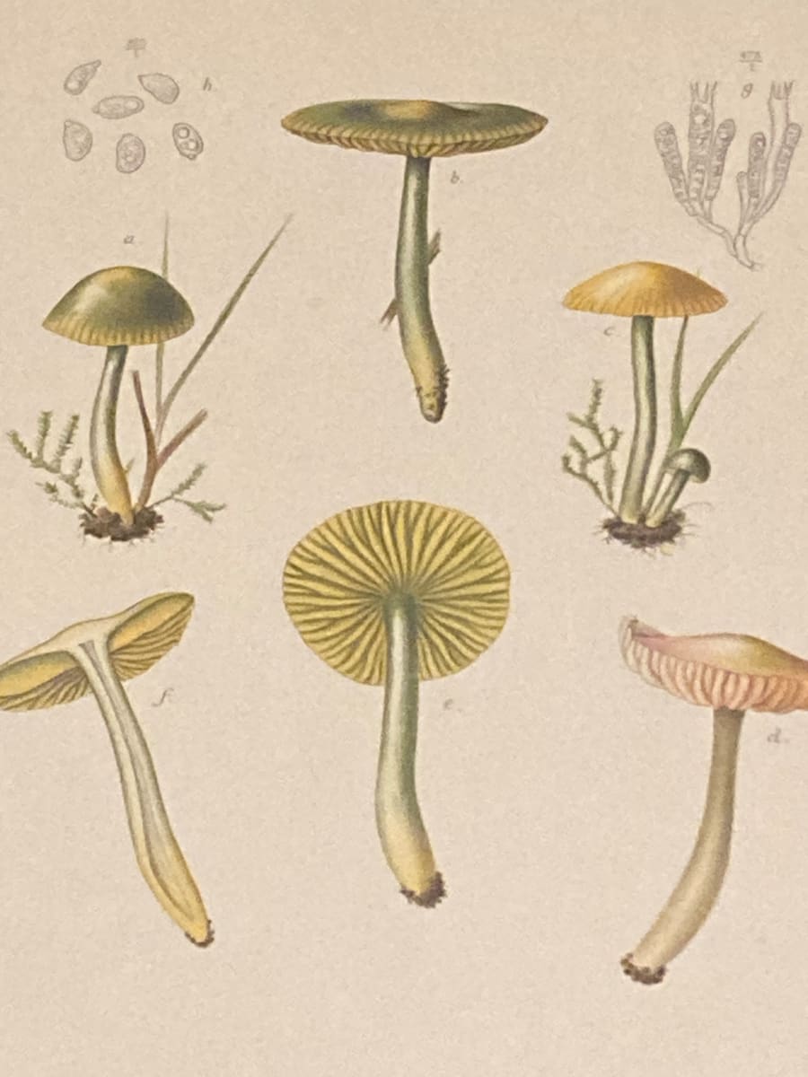 chromolithograph of mushrooms circa 1910 