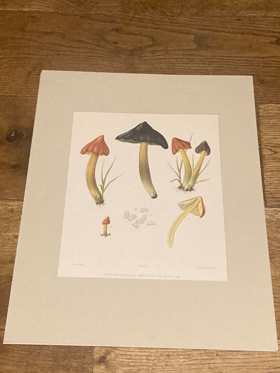 chromolithograph of mushrooms circa 1910 