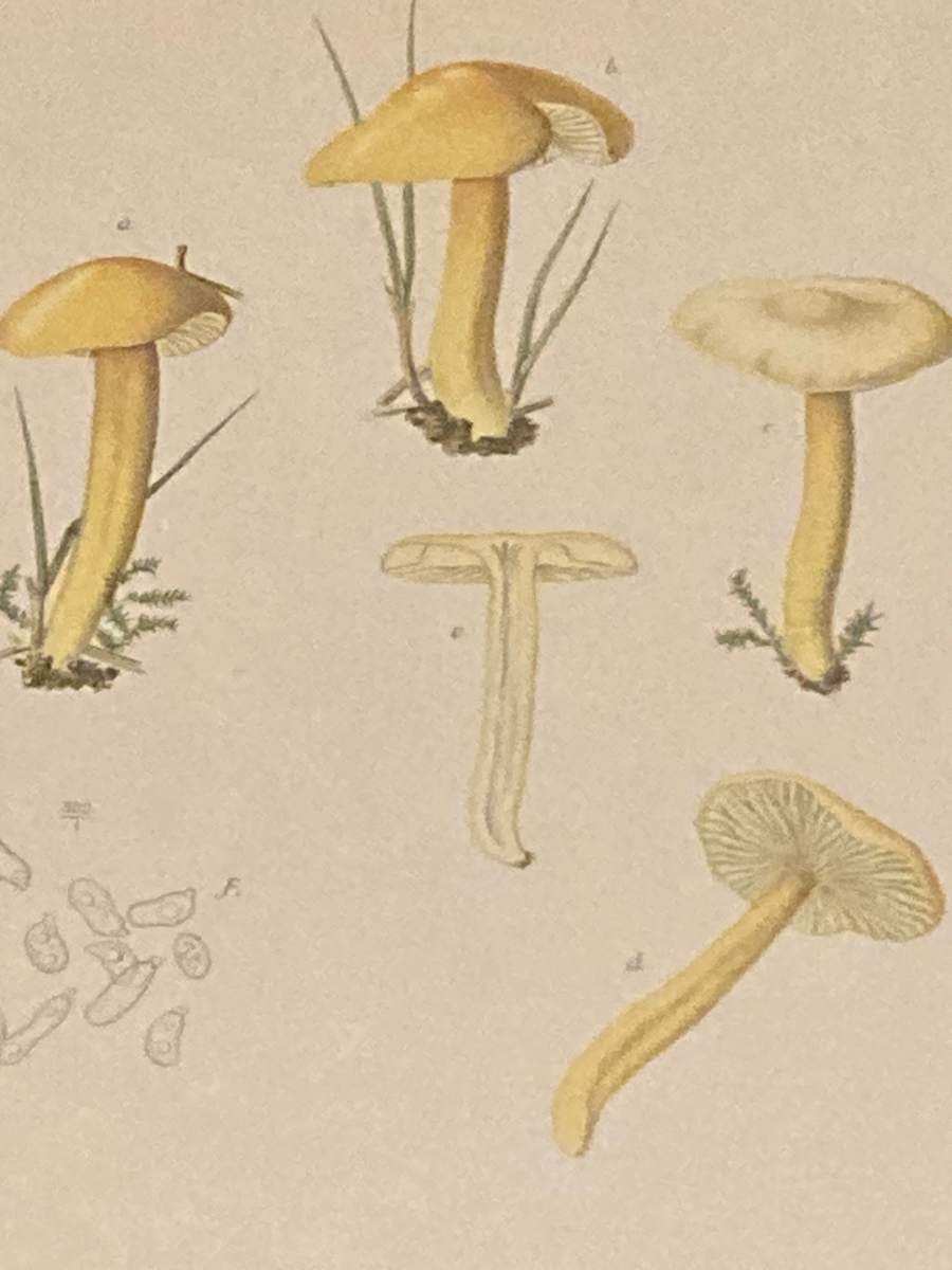 chromolithograph of mushrooms circa 1910 
