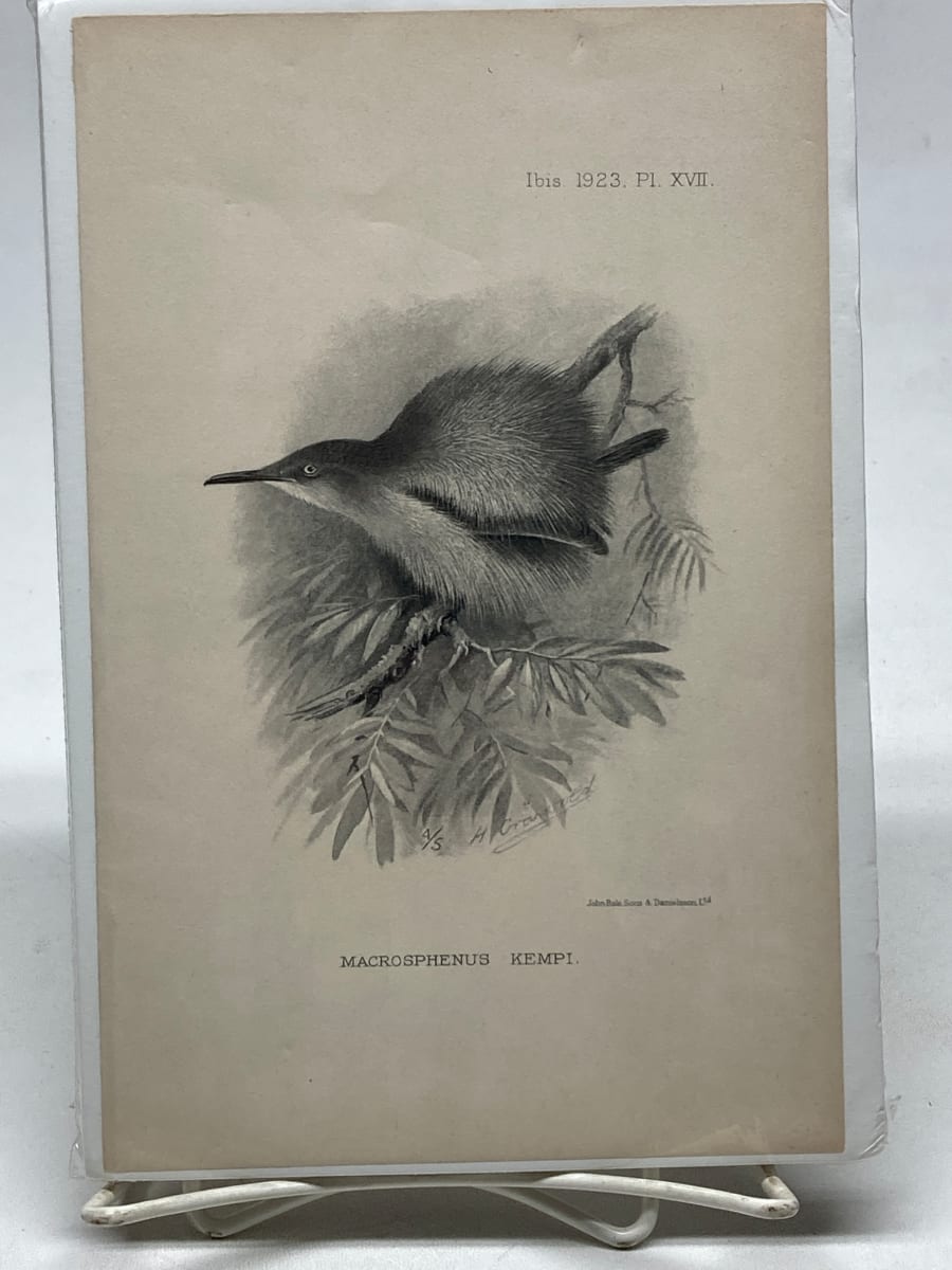 Macrosphenus Kempi vintage bird engraving 