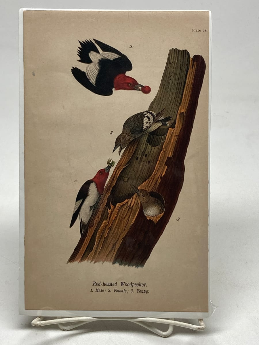 Red Headed Woodpecker vintage bird engraving 