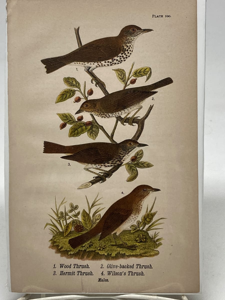 Wood Thrush vintage bird engraving 