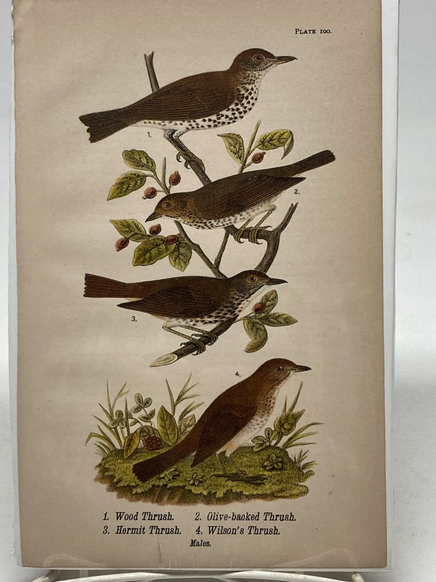 Wood Thrush vintage bird engraving, Image 3.