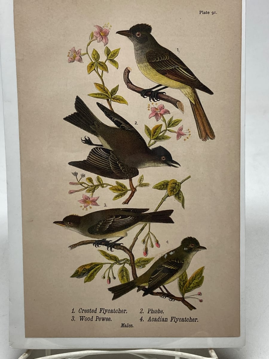 Crested Flycatcher vintage bird engraving 