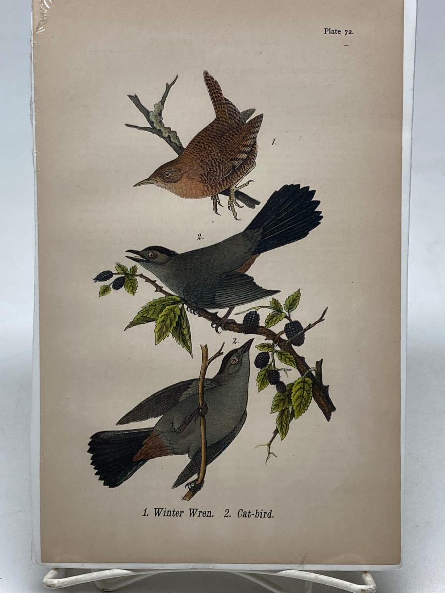 Winter Wren vintage bird engraving 