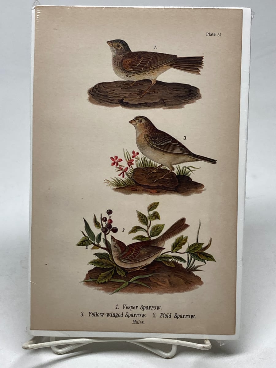 Vesper Sparrow vintage bird engraving 