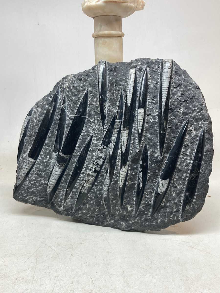 Large polished fossil ~ Orthoceras 