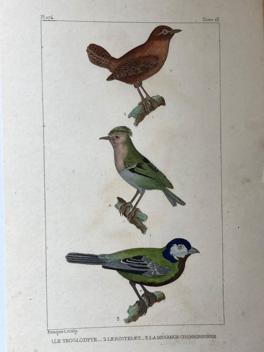 Hand colored 1830's bird lithograph 