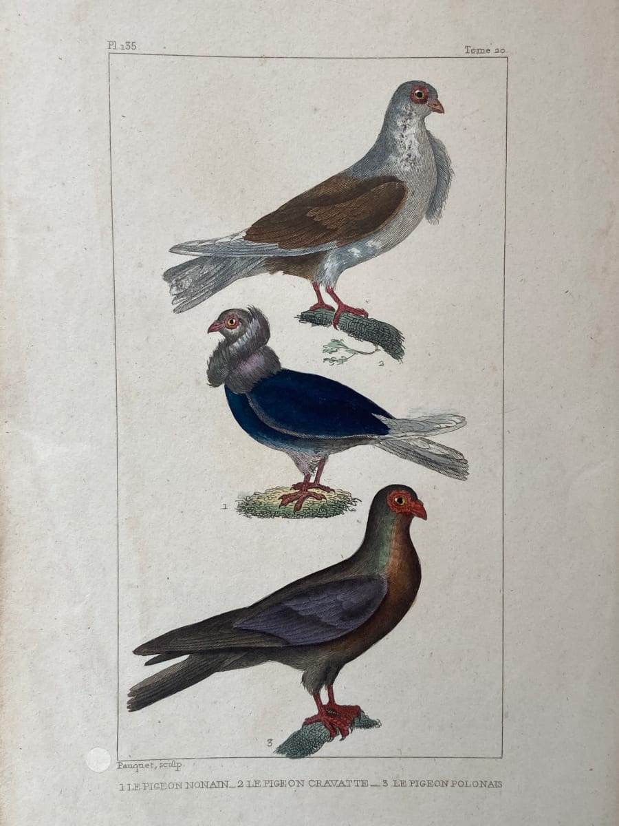 Hand colored 1830's bird lithograph 