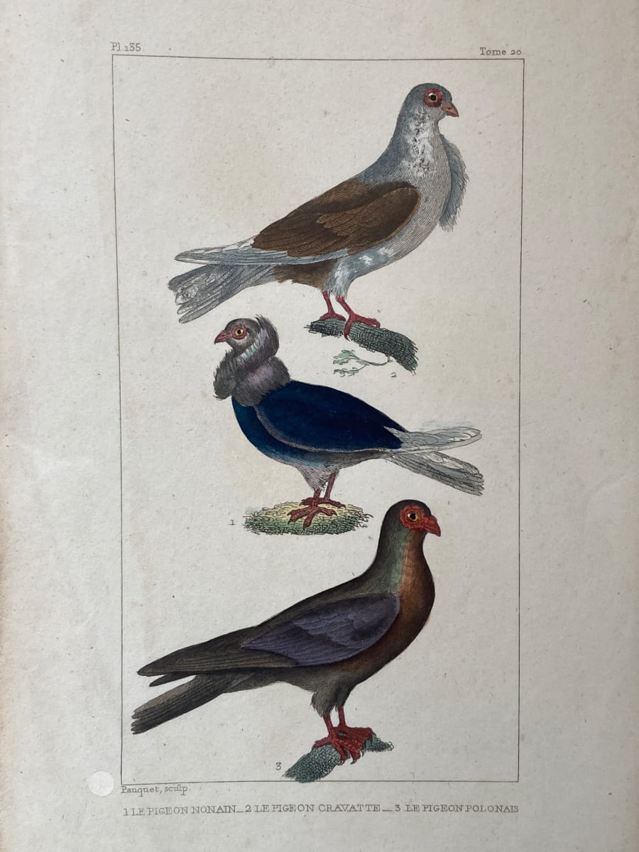 Hand colored 1830's bird lithograph, Image 2.