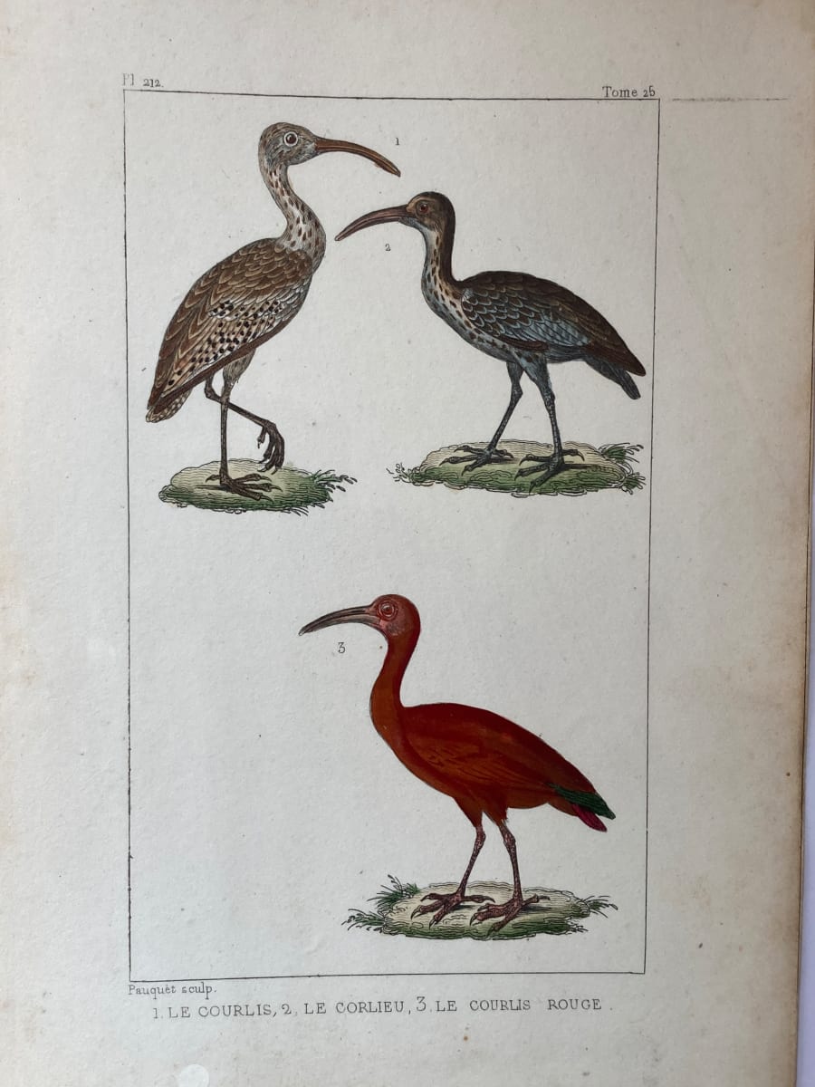 Hand colored 1830's bird lithograph 