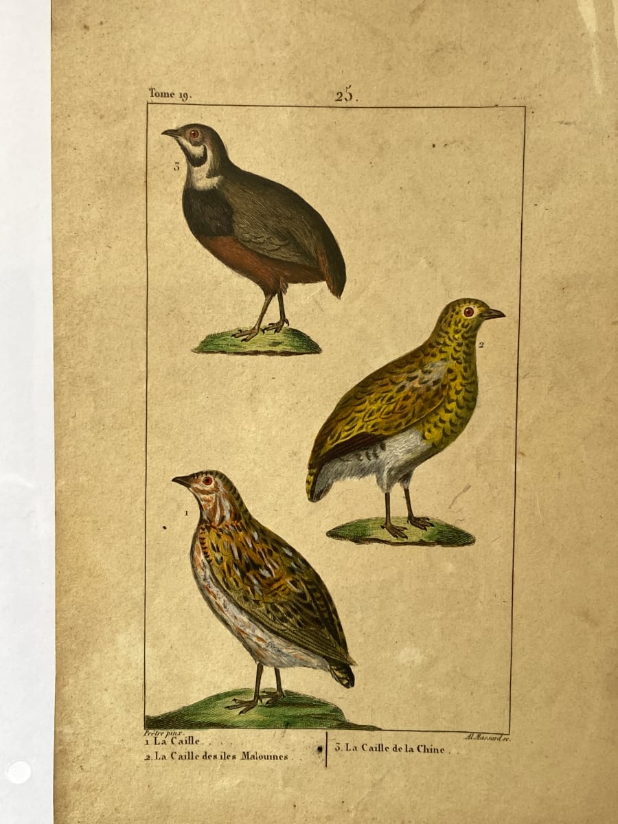 Hand colored 1830's bird lithograph 