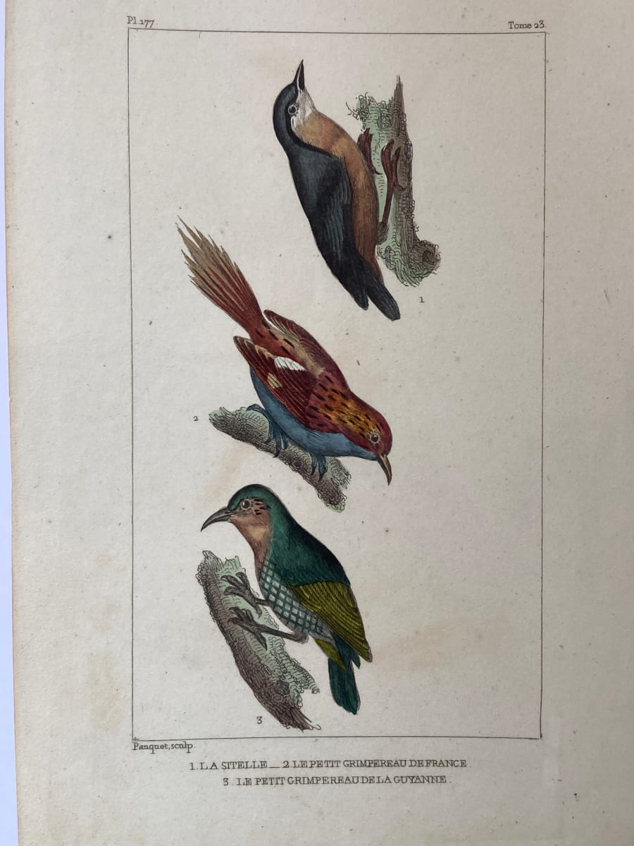 Hand colored 1830's bird lithograph 