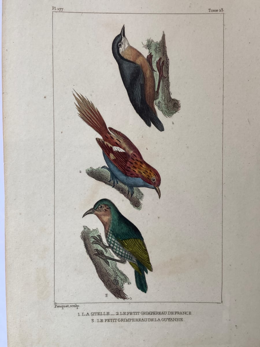 Hand colored 1830's bird lithograph, Image 2.