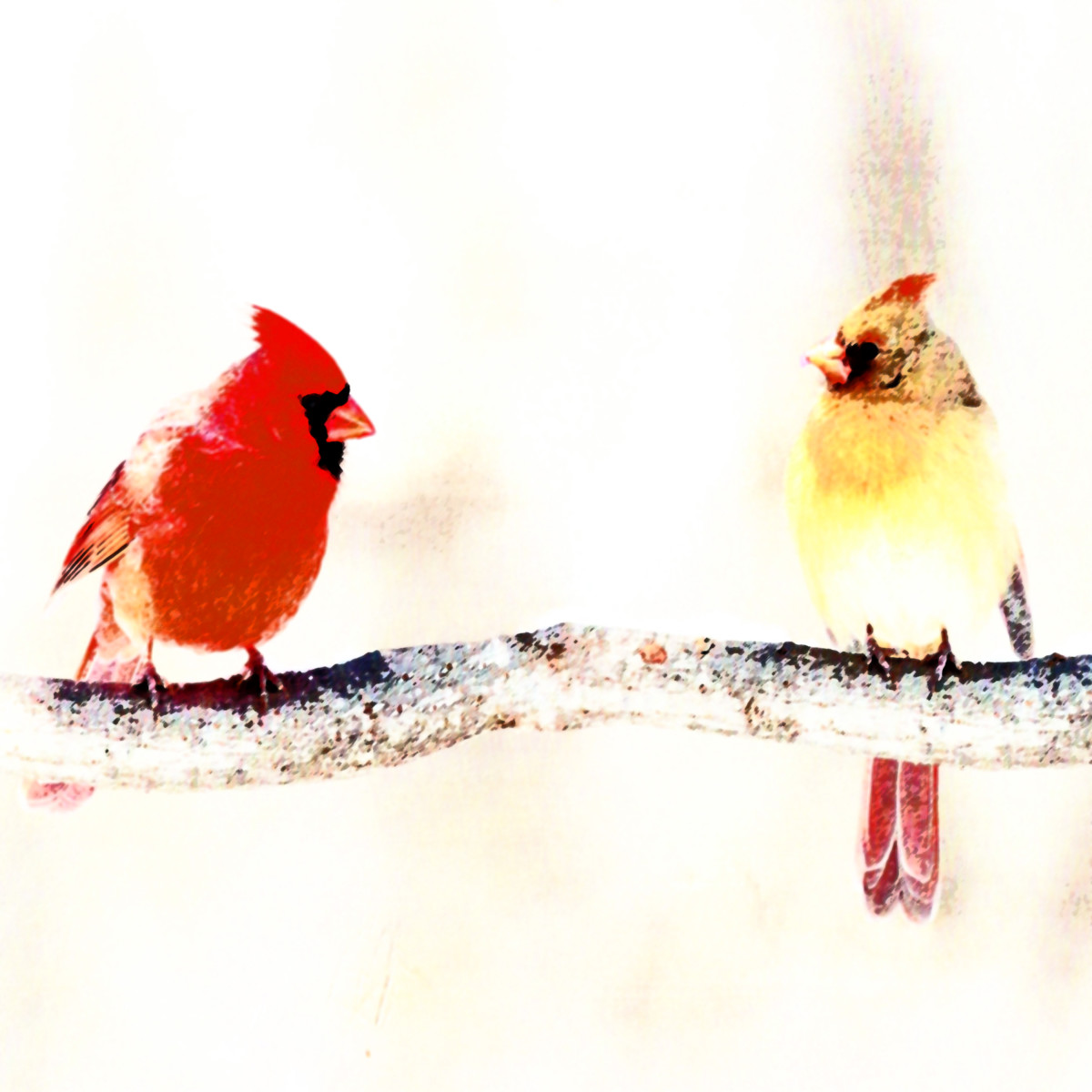 Cardinals by Gina Godfrey 