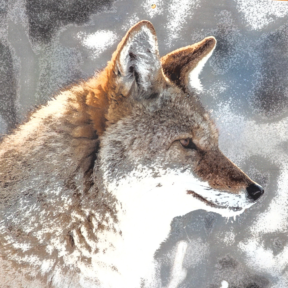 Coyote by Gina Godfrey 