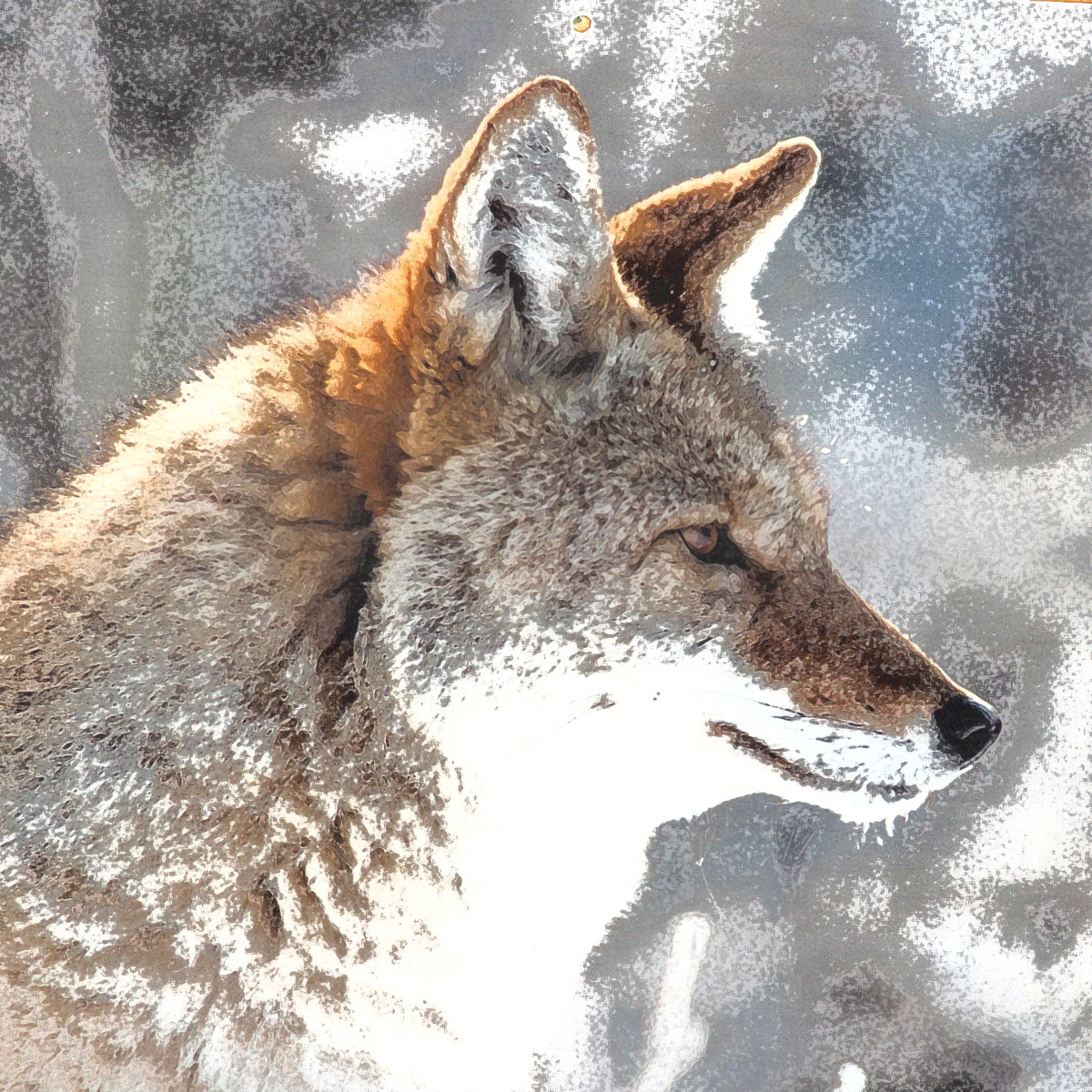 Cayote by Gina Godfrey 