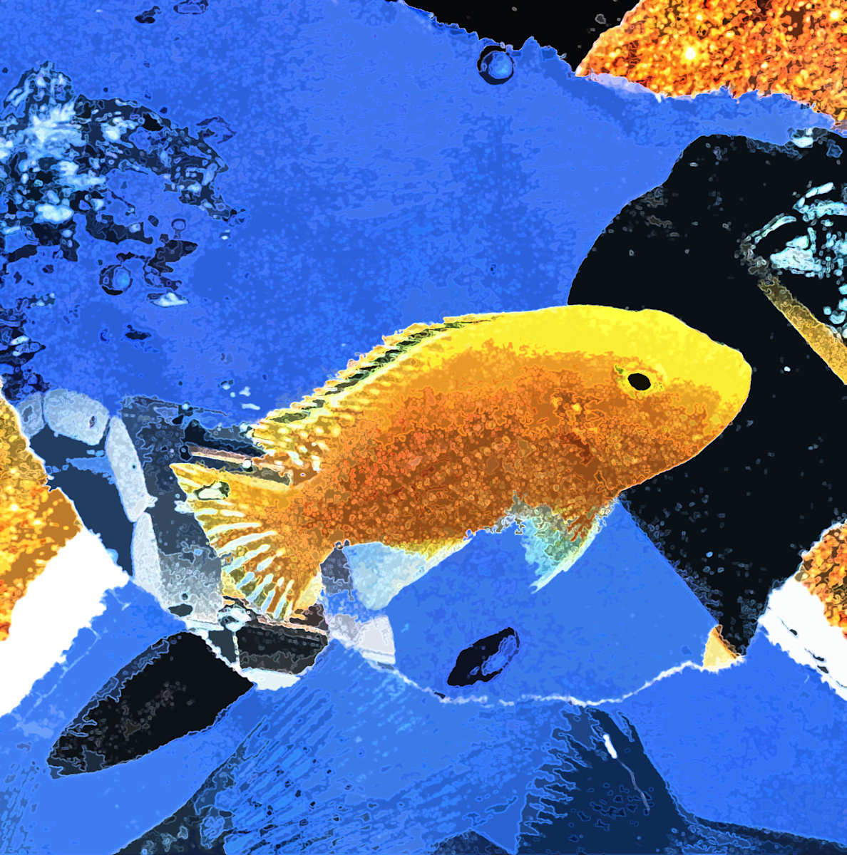 Fishy Fishy Two by Gina Godfrey, Image 1.