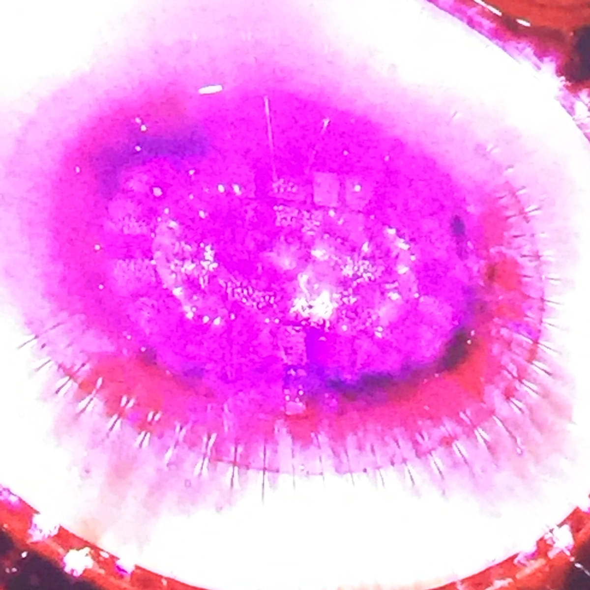 Stadium Lights Fuchsia by Gina Godfrey, Image 1.