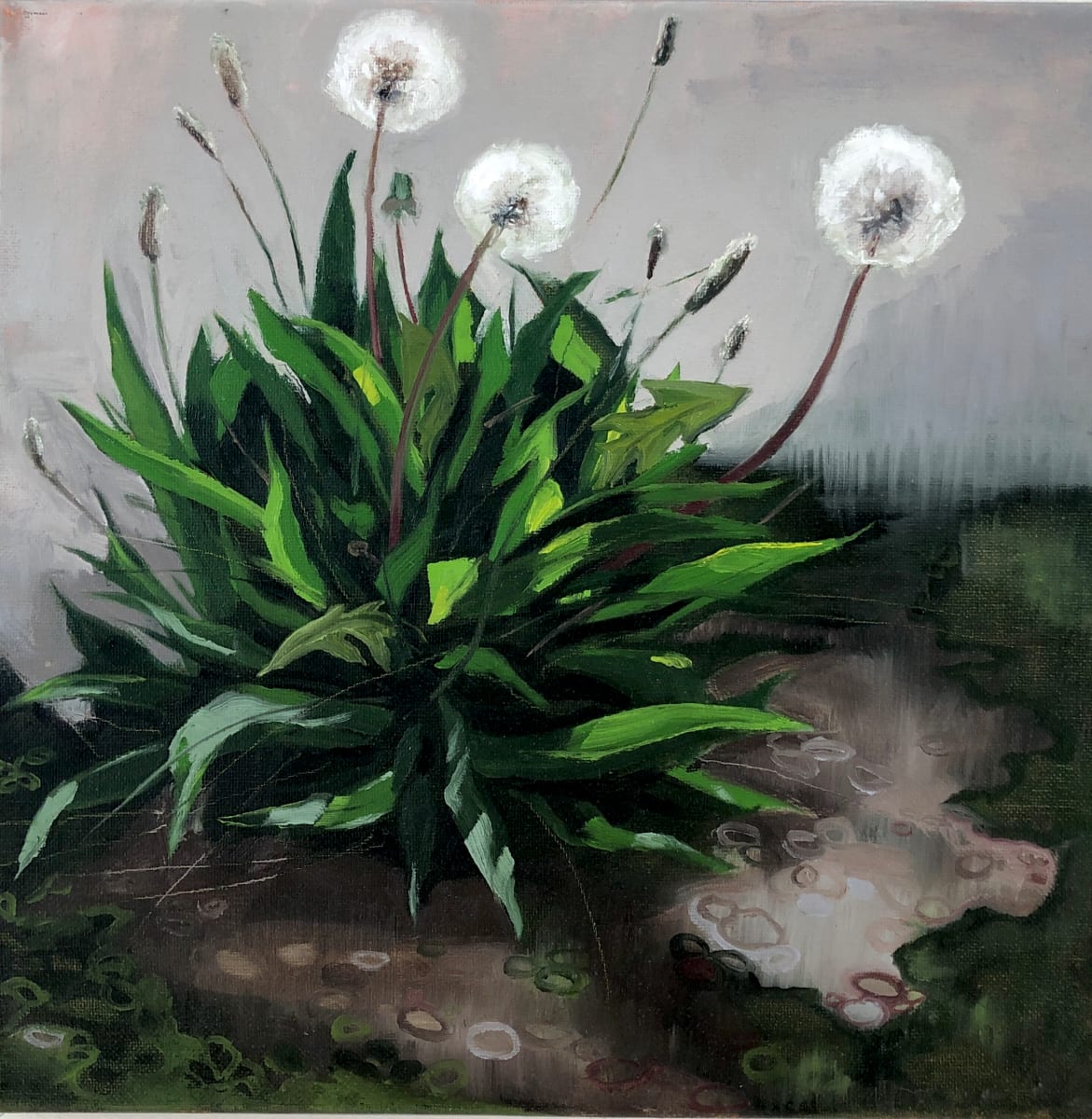 Bundle (dandelion) by Kelley Booze 