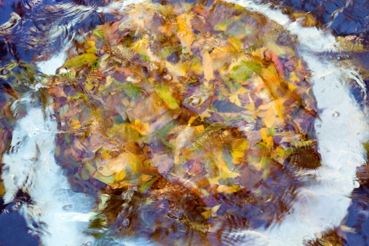 Underwater Leaf Cake by Ross Odom 